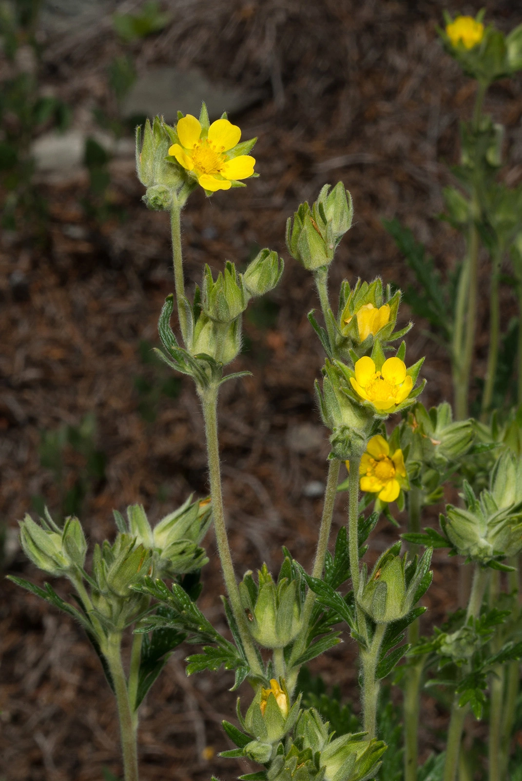 Photo Maurizio Broglio - Potentilla pensylvanica